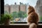 maine coon on a cozy windowsill, watching a rainy cityscape