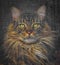 Maine Coon Felis catus is a large domesticated cat breed, staring out screened window