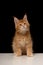 Maine Coon kitten 2 months. A thoroughbred beautiful cat with large tassels