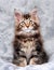 Maine Coon Kitten