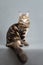 Maine Coon kitten, black marble color, 6 months old. Studio photo of striped kitty. Beautiful young cat sitting on grey