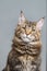 Maine Coon kitten, Black Tabby Blotched color, 6 months old. Studio photo of striped kitty. Beautiful young cat on grey