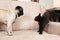 A Maine coon kitten hisses at the pug. Cat-dog interaction, cats and dogs friendship