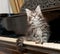 Maine coon kitten on a piano