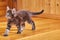 Maine Coon kitten runs away on a wooden floor.