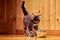 Maine Coon kitten runs up to a bowl of dry food