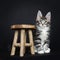 Maine Coon kitten sitting next wooden stool