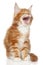 Maine Coon kitten yawn