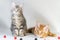 Maine Coon kittens, red and black cute cats. Largest and beautiful cat breed. White background