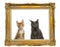 Maine Coon kittens sitting behind a vintage golden frame