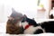 Maine coon licking and cleaning his funny friend cat ear,  sitting on comfortable bed in light. Pet love. Two cute cats grooming