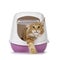Maine Coon in litterbox on white