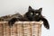 maine coon overflowing wicker basket, paws hanging over edge