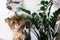 Maine coon playing with paw and looking with funny  emotions at zamioculcas leaves. Cute cat sitting under green plant branches on