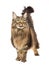 Maine Coon standing on white background