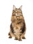 Maine Coon standing on white background