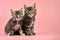 Maine coon tortoiseshell kittens