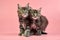 Maine coon tortoiseshell kittens