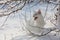 Maine Coon white cat in the wild snow