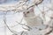 Maine Coon white cat in the wild snow