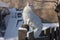 Maine coone white cat in the winter and snow