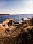 Maine's Rock Bound Coastline