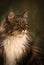 Mainecoon Cat