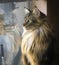 Mainecoon cat looking out window with reflection