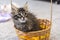 Mainecoon kitten in basket