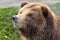 Mainland Grizzly Bear close up