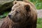 Mainland grizzly (Ursus arctos horribilis).