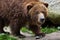 Mainland grizzly (Ursus arctos horribilis).