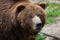 Mainland grizzly (Ursus arctos horribilis).