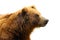 The mainland grizzly Ursus arctos horribilis portait of the big female bear.Isolated grizzly portrait with white background