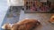 Maintained dogs lie together on cool floor of animal shelter
