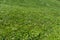 Maintained, fresh green lawn in close up for background or texture summer meadow grass