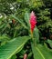 Maire Nui Gardens, Rarotonga