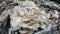 Maitake Hen of the Woods Mushroom