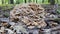 Maitake Hen of the Woods Mushroom