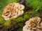 Maitake mushroom