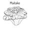 Maitake mushroom Grifola frondosa , or hen of the woods, medicinal plant