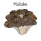 Maitake mushroom Grifola frondosa , or hen of the woods, medicinal plant
