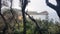 Maitland Bay and Beach Through Eucalyptus Trees