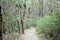 Maitland Bay Track through Eucalypt Forest