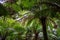 Maits Rest rainforest walk along Great Ocean Road near Hordern Vale Victoria Australia