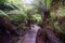 Maits Rest rainforest walk along Great Ocean Road near Hordern Vale Victoria Australia