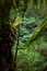 Maits Rest Rainforest Walk, Great Otway National Park, Victoria, Australia