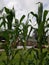 Maize is an annual grass in the family gramineae.