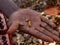 Maize blessed in a voodoo ceremony on a male hand. Dankoli, Benin.