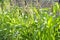 Maize bloom on a private garden bed for personal use